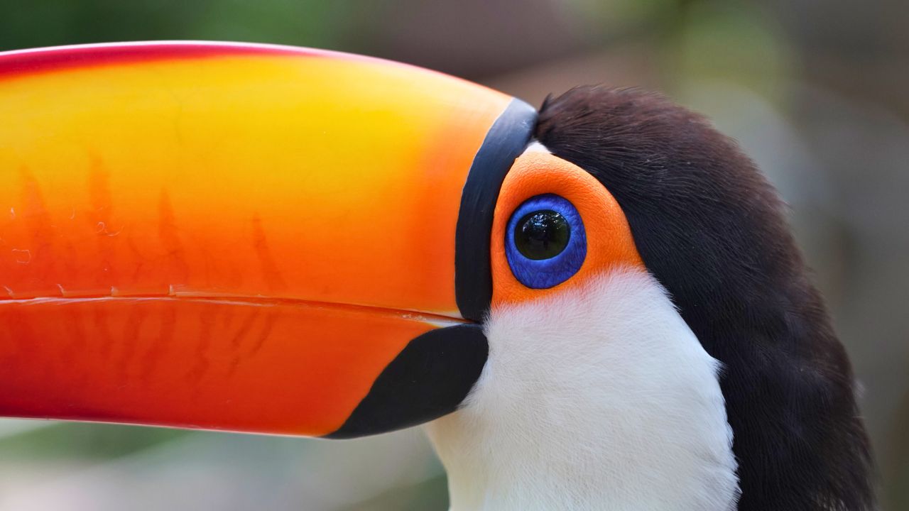 Tucano Toco