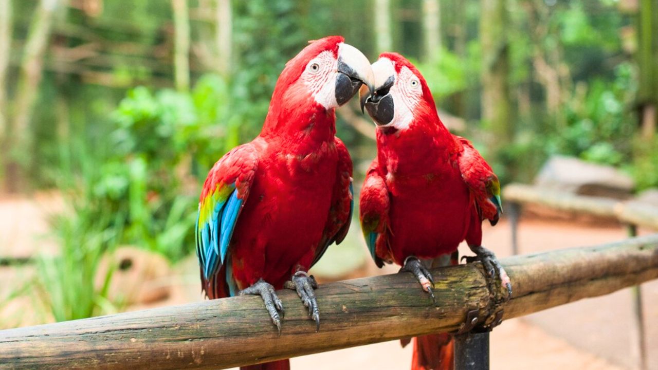 Araras no Parque das Aves. Foto: Assessoria/Divulgação Parque das Aves.