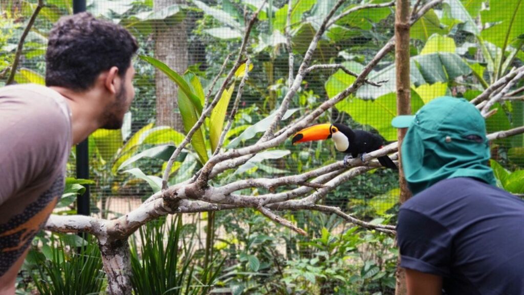 Viveiro Mundo dos Tucanos no Parque das Aves. Foto: Assessoria/Divulgação Parque das Aves.